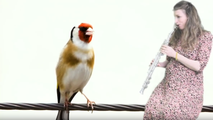 Gold finch and saxophone